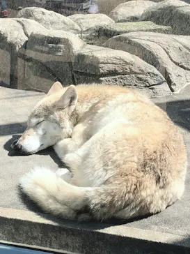 天王寺動物園に投稿された画像（2021/3/24）