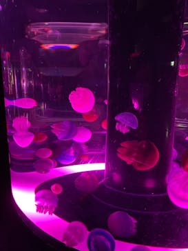 マクセル アクアパーク品川に投稿された画像（2021/3/24）