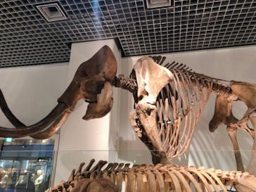 国立科学博物館に投稿された画像（2021/3/24）