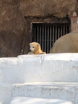 天王寺動物園に投稿された画像（2021/3/24）
