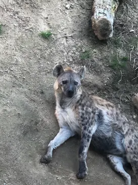 天王寺動物園に投稿された画像（2021/3/24）