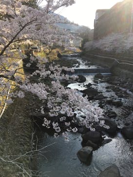 箱根湯本温泉 天成園に投稿された画像（2021/3/24）
