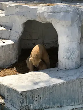 天王寺動物園に投稿された画像（2021/3/24）