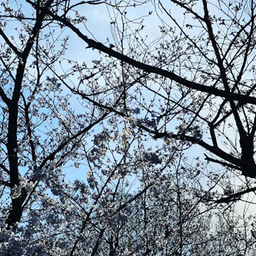 天王寺動物園に投稿された画像（2021/3/24）