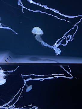 サンシャイン水族館に投稿された画像（2021/3/24）