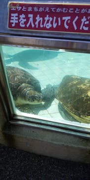 下田海中水族館に投稿された画像（2021/3/24）
