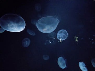 サンシャイン水族館に投稿された画像（2021/3/24）