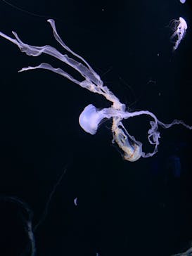 サンシャイン水族館に投稿された画像（2021/3/24）