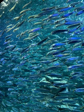 サンシャイン水族館に投稿された画像（2021/3/24）