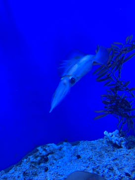 サンシャイン水族館に投稿された画像（2021/3/24）