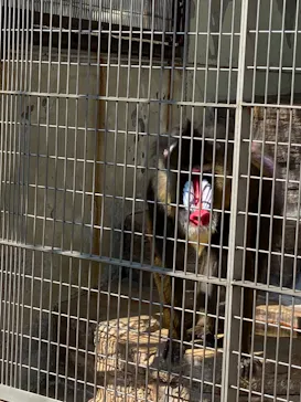 天王寺動物園に投稿された画像（2021/3/24）