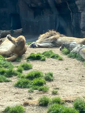 天王寺動物園に投稿された画像（2021/3/24）