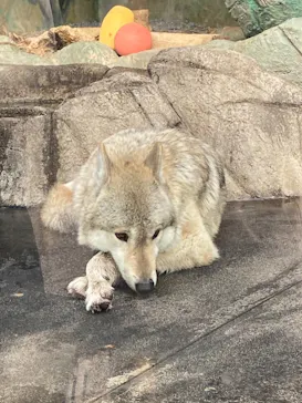 天王寺動物園に投稿された画像（2021/3/24）