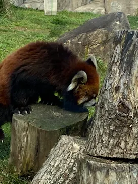 天王寺動物園に投稿された画像（2021/3/24）