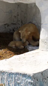 天王寺動物園に投稿された画像（2021/3/24）