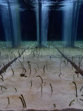 すみだ水族館に投稿された画像（2021/3/24）