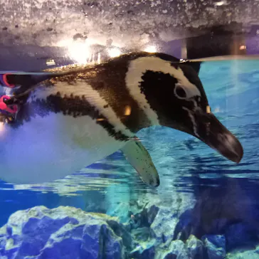 すみだ水族館に投稿された画像（2021/3/24）