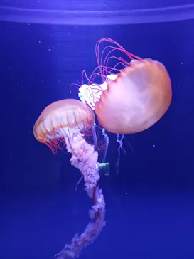 すみだ水族館に投稿された画像（2021/3/24）