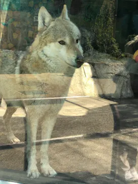 天王寺動物園に投稿された画像（2021/3/24）