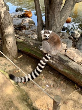 神戸どうぶつ王国に投稿された画像（2021/3/24）