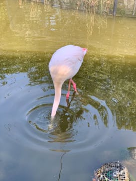 神戸どうぶつ王国に投稿された画像（2021/3/24）