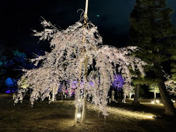 二条城×ネイキッド 二条城夏まつり2021に投稿された画像（2021/3/24）