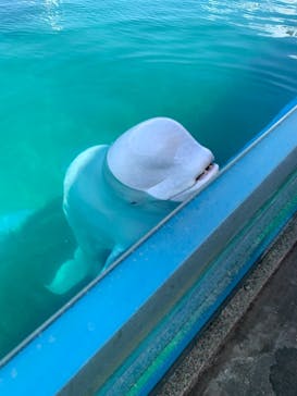 横浜・八景島シーパラダイスに投稿された画像（2021/3/24）