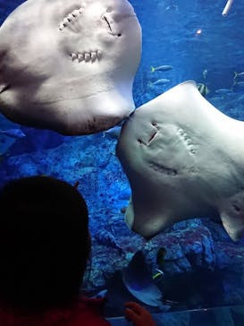 大分マリーンパレス水族館 「うみたまご」に投稿された画像（2021/3/25）
