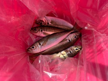 横浜・八景島シーパラダイスに投稿された画像（2021/3/25）