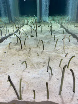 すみだ水族館に投稿された画像（2021/3/25）