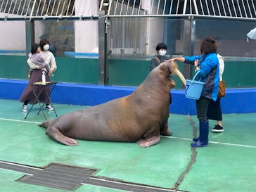 ゼロ距離水族館 伊勢シーパラダイスに投稿された画像（2021/3/25）