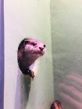 マクセル アクアパーク品川に投稿された画像（2021/3/25）