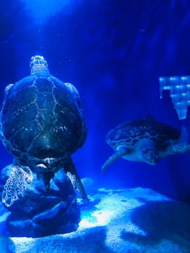 マクセル アクアパーク品川に投稿された画像（2021/3/25）