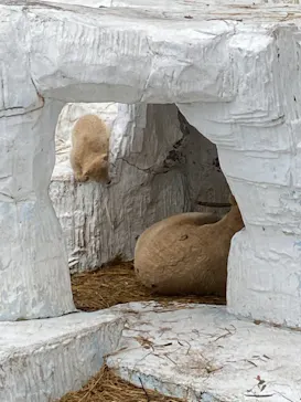 天王寺動物園に投稿された画像（2021/3/25）