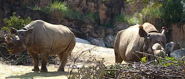 天王寺動物園に投稿された画像（2021/3/25）