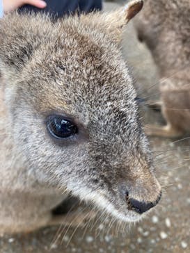 伊豆シャボテン動物公園に投稿された画像（2021/3/25）