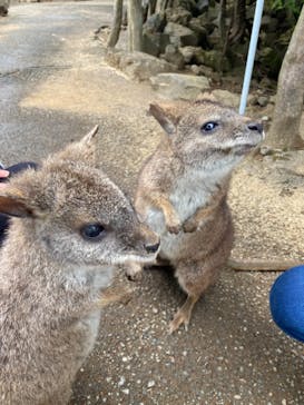 伊豆シャボテン動物公園に投稿された画像（2021/3/25）