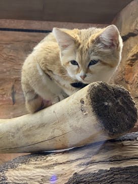 那須どうぶつ王国に投稿された画像（2021/3/25）