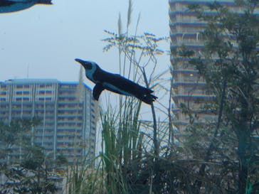サンシャイン水族館に投稿された画像（2021/3/25）