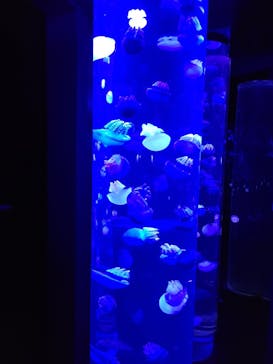 サンシャイン水族館に投稿された画像（2021/3/25）