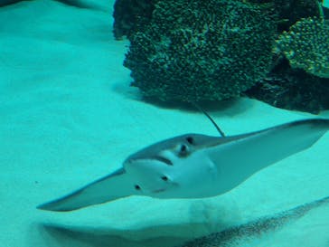 サンシャイン水族館に投稿された画像（2021/3/25）