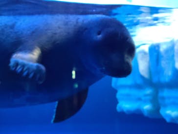 サンシャイン水族館に投稿された画像（2021/3/25）