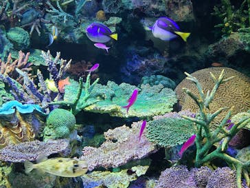 サンシャイン水族館に投稿された画像（2021/3/25）