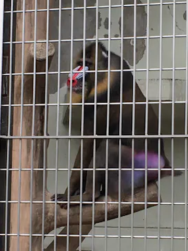 天王寺動物園に投稿された画像（2021/3/25）