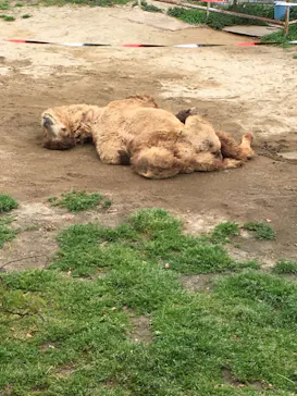 天王寺動物園に投稿された画像（2021/3/25）