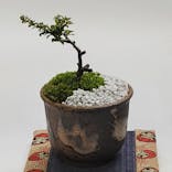 鉢マニアに投稿された画像（2021/3/25）