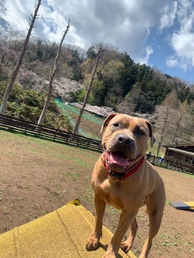 わんダフルネイチャーヴィレッジに投稿された画像（2021/3/25）