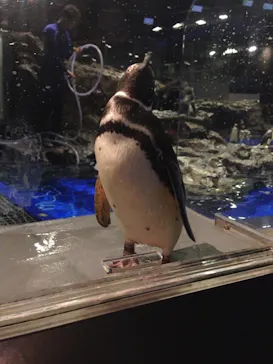 すみだ水族館に投稿された画像（2021/3/25）