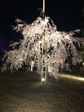 二条城×ネイキッド 二条城夏まつり2021に投稿された画像（2021/3/25）