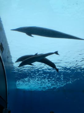 横浜・八景島シーパラダイスに投稿された画像（2021/3/25）